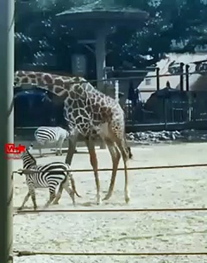 ⁣Zebra ChallengesGiraffe to Fight   GiraffeSlams Zebra   Zebra vs Giraffe Fight   Animal Fight