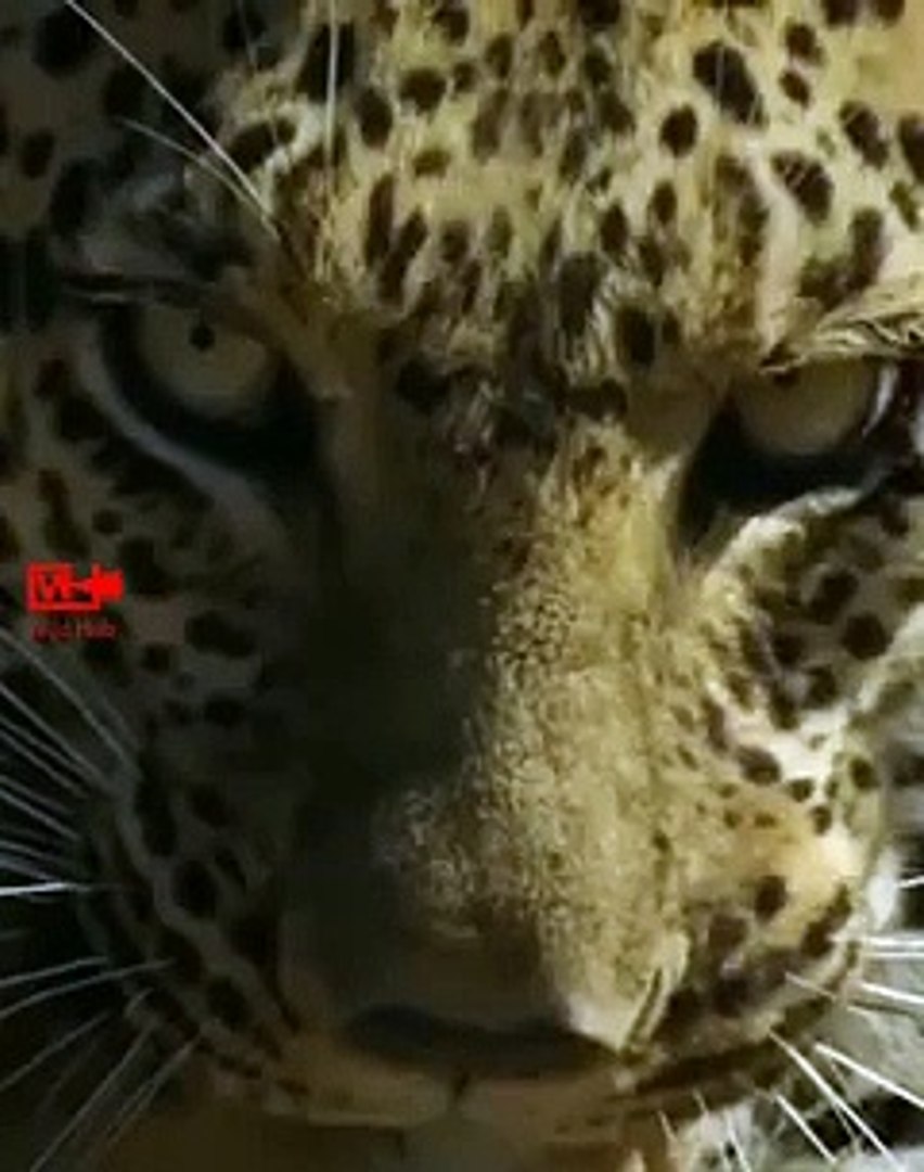 ⁣Leopard High Speed Hunt   Unbelievable Leopard Attacking Speed   Leopard Hunt