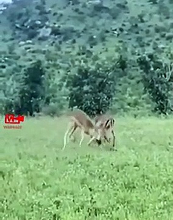 Leopard Takes the Advantage   Leopard Hunts Gazelle