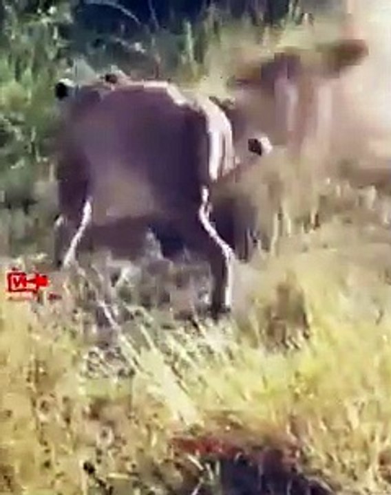 Brave Leopard Fights 5 Lions Alone  and Escapes   Lions Attack Leopard   Leopard Fights Back Lions