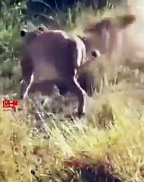 Brave Leopard Fights 5 Lions Alone and Escapes Lions Attack Leopard Leopard Fights Back Lions
