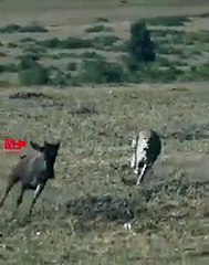 Incredible Cheetah -Chase Hunt   Cheetah Speed Hunting  Cheetah Attacks Wildebeast #Hunting #Shorts