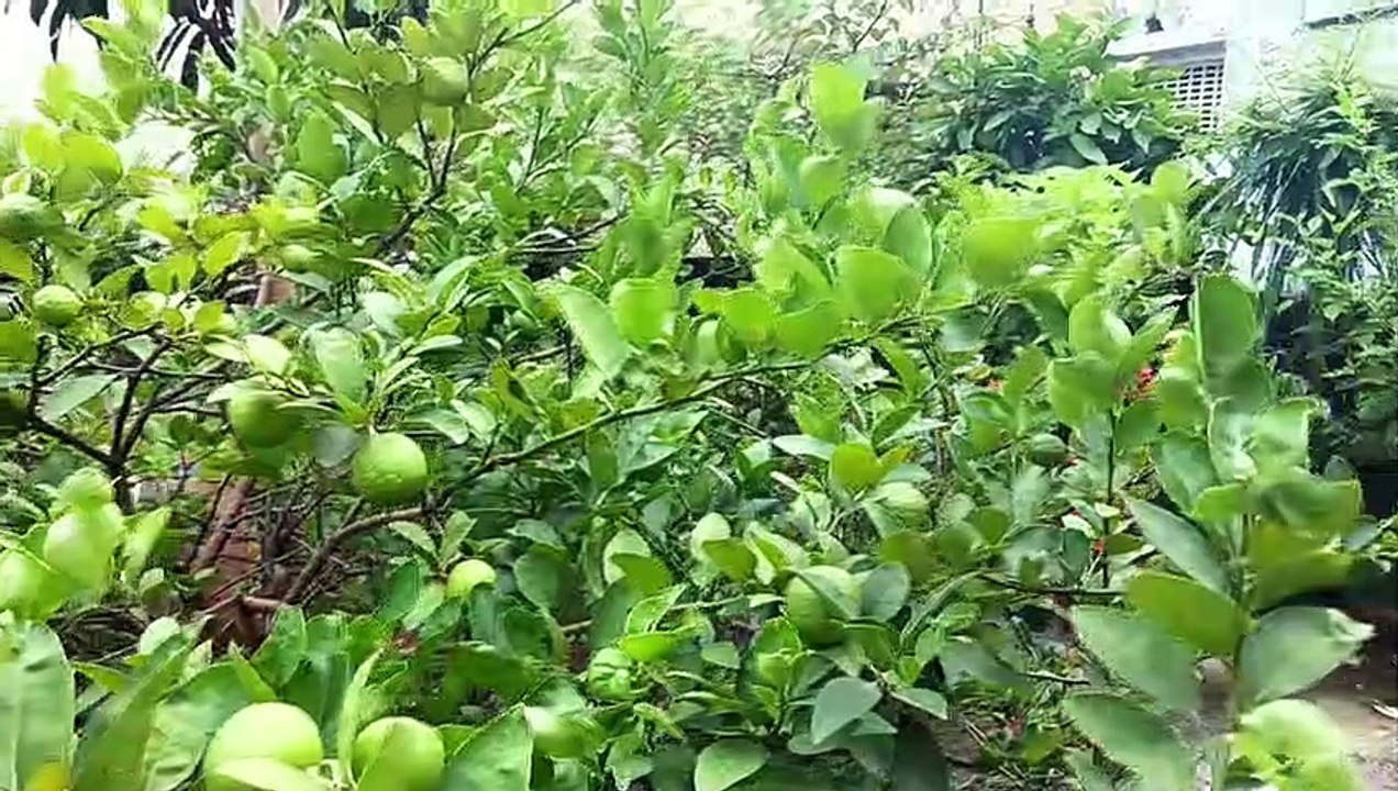 হাফ ড্রামের জন্য ড্রেনেজ সিস্টেম তৈরীর সহজ পদ্ধতি  ।।  Some Drainage System for Half Dram