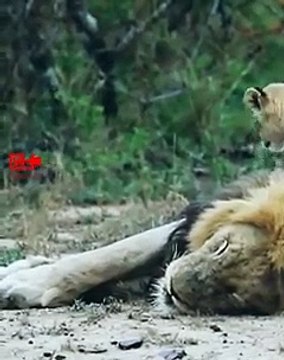 Lion Cub Farts on Daddy Lion's Face Cute Animal Cubs Cute Animal Babies