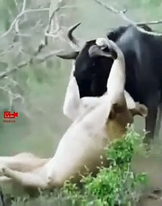 Brave WildebeastFights Lioness   Wildebeast Defeats Lioness   Wild animals Fight   Lioness Attack