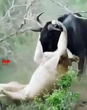 Brave WildebeastFights Lioness Wildebeast Defeats Lioness Wild animals Fight Lioness Attack