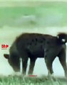 Lion PunishLaughing Hyena   Lioness vs Hyena   Lion Hunting Video   Lion Hyena Fight   #wildlife