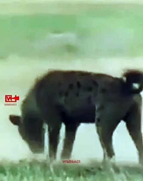Lion PunishLaughing Hyena   Lioness vs Hyena   Lion Hunting Video   Lion Hyena Fight   #wildlife