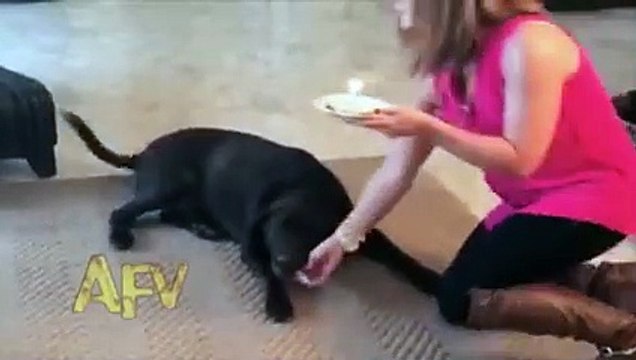 Happy Birthday Dog - AFV Prize Winner - AFV