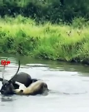 Nobody Helps the Lioness Lioness Hunting Fails Lioness Hunt Gazelle in water Lioness vs Deer