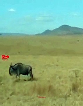 OMGWildebeast Defeats Lioness Wildebeast Fights Lioness Wild animals Fight
