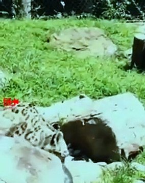Cute Snow Leopard Cub Scares His Mom Cute Leopard Cubs Cute Wild animal Babies #shorts