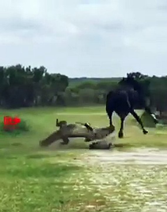 HARD KICKS Wild Animals Fight Animals Fights video Dailymotion