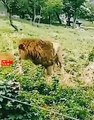Big FightLION vs TIGER   Tiger fights lion   wild animals fight #wildlife #lion #tiger #shorts