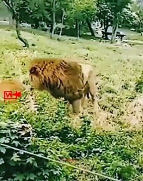 Big FightLION vs TIGER Tiger fights lion wild animals fight #wildlife #lion #tiger #shorts