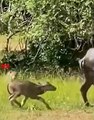 Brave BuffaloFights Leopard And Saves Her Baby Calf   Leopard Attack   #Hunting #attack #shorts