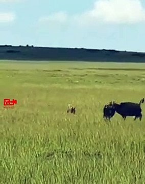 BuffaloBangs the Lioness Lioness Messed With Wrong Buffalo Animals Fights Back
