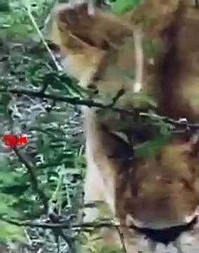 Lion Takes Down Cheetah Lion Suddenly Attacks Cheetah Lion Hunts Cheetah #wildlife #shorts