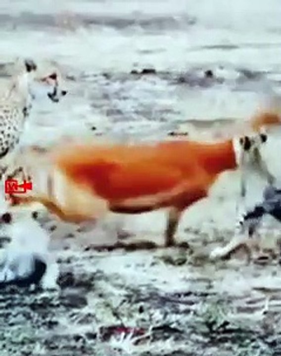 Cheetah Cubs Learning to Hunt   Cheetah Mom Teaching Her Cubs How to Hunt   Wild Animal Babies Cubs