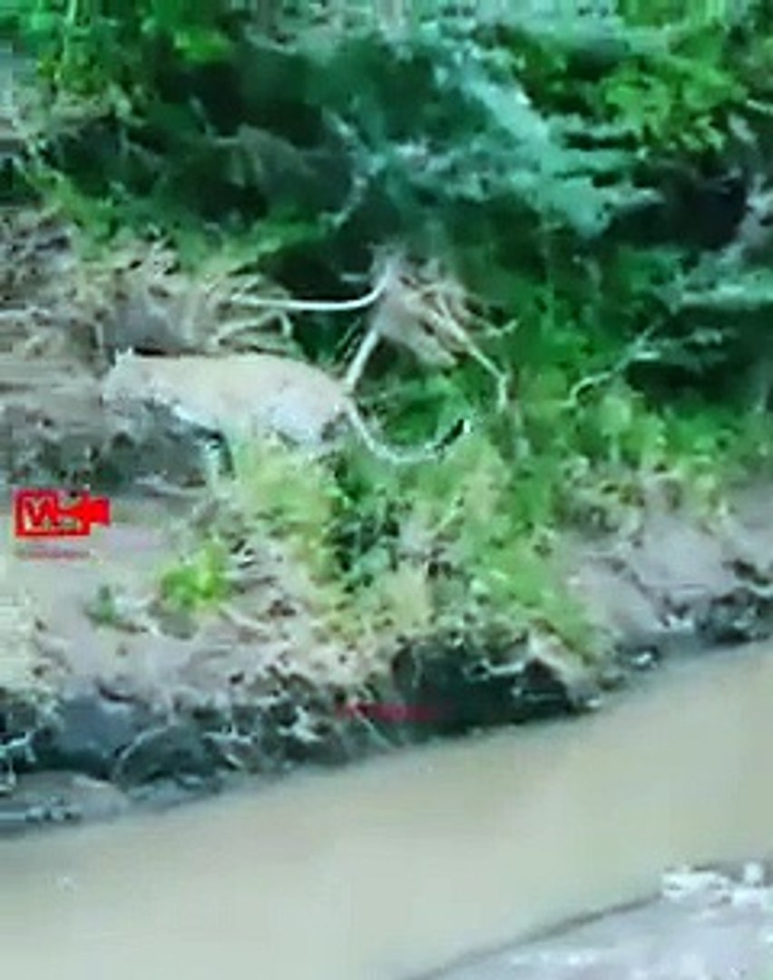 ⁣LEOPARD on Mission HUNT   Leopard Spectacular Hunt in Mid-Air   Leopard vs Deer #shorts