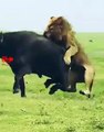 Lion lioness Hunts Buffalo   Lion Attack   Lion vs Buffalo