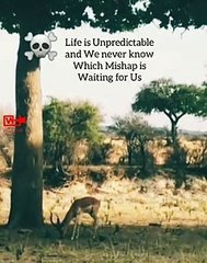 Leopard Hunts Deer   Nature's Life Message   Leopard Attack