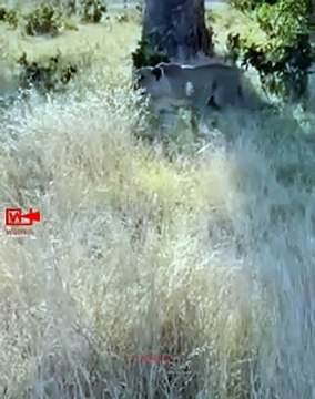 Lucky Wild dog Escaped the Lioness Attack Lioness Hunt Wild Dog Wild animals fight