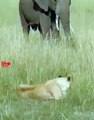 OMGElephant Stepping Over Lion Cubs   Lioness vs Elephant #elephant #attack #lion #cubs #short