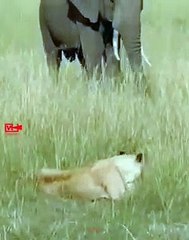 OMGElephant Stepping Over Lion Cubs   Lioness vs Elephant #elephant #attack #lion #cubs #short