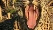 ROARS Of the Jungle   Big Cats Roaring   Lion Roars   Roaring Tiger #shorts