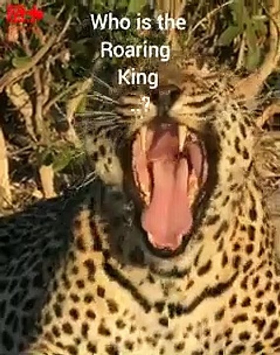 ROARS Of the Jungle   Big Cats Roaring   Lion Roars   Roaring Tiger #shorts