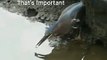 Green Heron Hunting Skill   Best Motivational Video   Best Inspirational Video