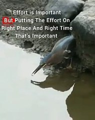 Green Heron Hunting Skill   Best Motivational Video   Best Inspirational Video