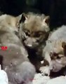 Eagle Attacks Wolf Cubs   Osprey Hunts Wolf Cubs   Public Awareness   Cute Animal Babies