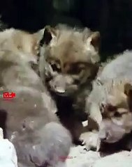 Eagle Attacks Wolf Cubs   Osprey Hunts Wolf Cubs   Public Awareness   Cute Animal Babies