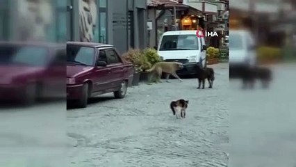 Cesur kedi 3 köpeğe böyle kafa tuttu