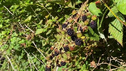 Meditation Practice: Breathing, Hearing and Choice less Awareness - 19 min