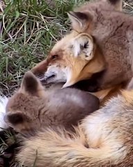Motherly Love in All Creatures 🐾