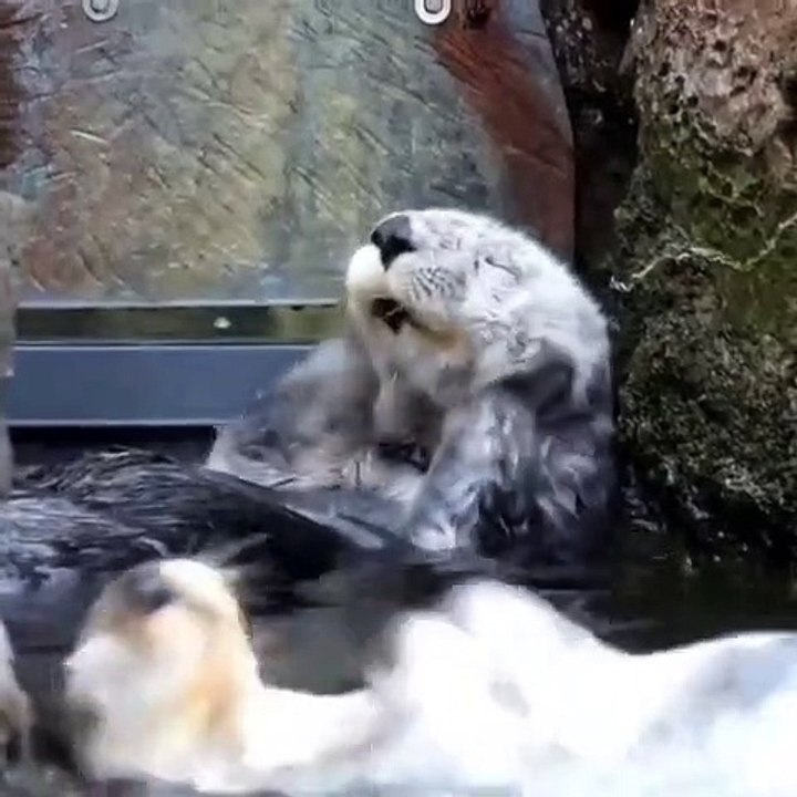 It is grooming time