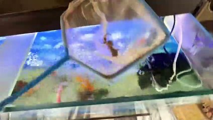 Horse House K Drwazy Bhi Lag Gy