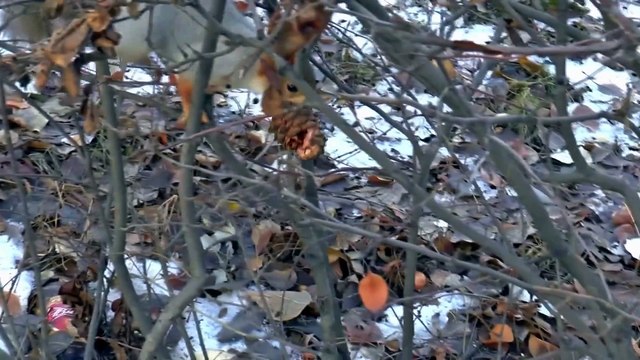 Baby animals in the wild 4k video / 4k UHD / 4k animals of Amazon / BBC / BBC earth / BBC earth HD