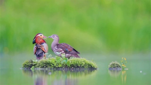 Birds with love of 4k video / beautiful birds in the wild / 4k UHD / BBC / BBC earth / BBC Earth HD