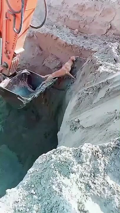 An amazing rescue!