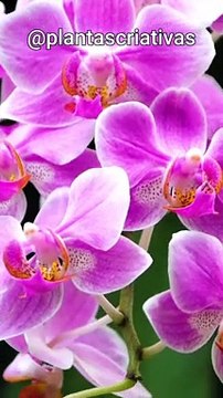 ✨ Desvendando os Segredos das Orquídeas Curiosidades Fascinantes!