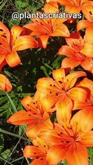 Lírio tigre: Descubra o segredo por trás desse nome