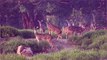 Safari Zoo k Khoobsusurat Hiran #Deer#wildlife