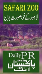 Safari Zoo k Khoobsusurat Hiran #Deer#wildlife