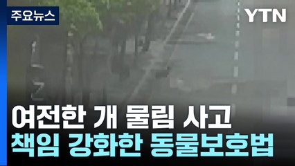 "두 마리가 1분간 물어뜯어"...목줄 풀린 '펫티켓' / YTN