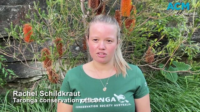 Taronga Western Plains Zoo conducts health checks on bilbies |Daily Liberal