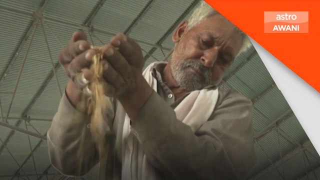 India kenakan 20 peratus duti eksport ke atas beras rebus